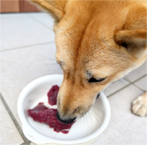 鹿肉切り落としを食べる犬