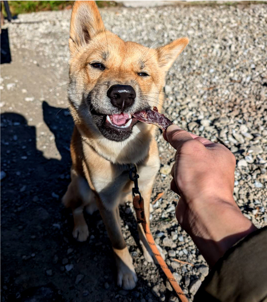 鹿角で遊ぶ犬