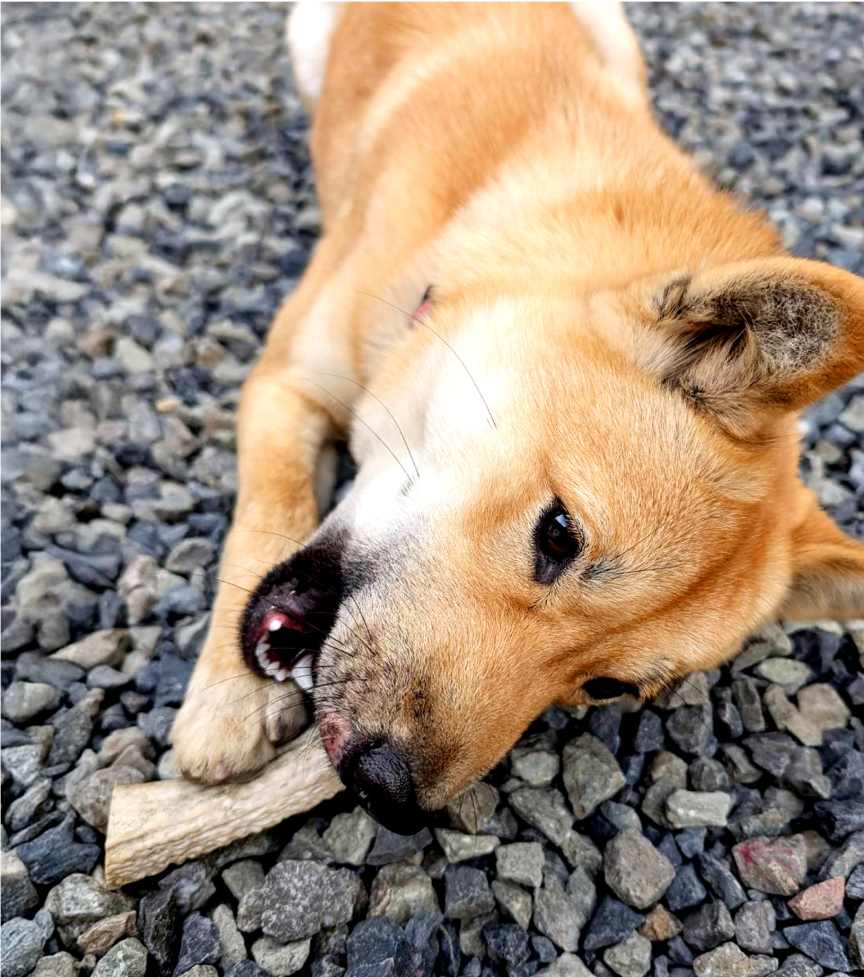 鹿角で遊ぶ犬