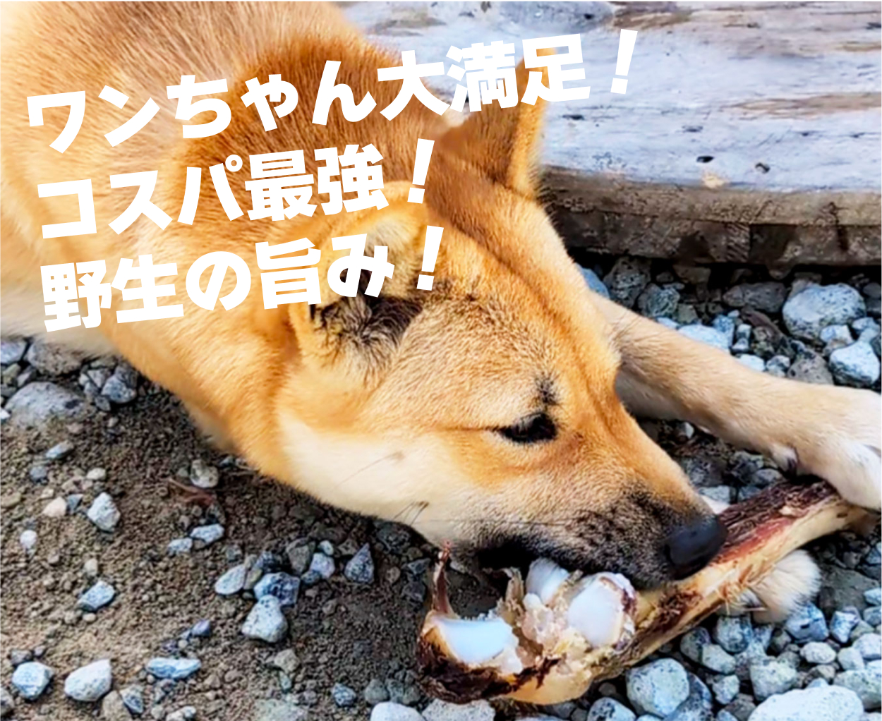 鹿の骨付き肉に食い付く犬 ワンちゃん大満足！コスパ最強！野生の旨み！