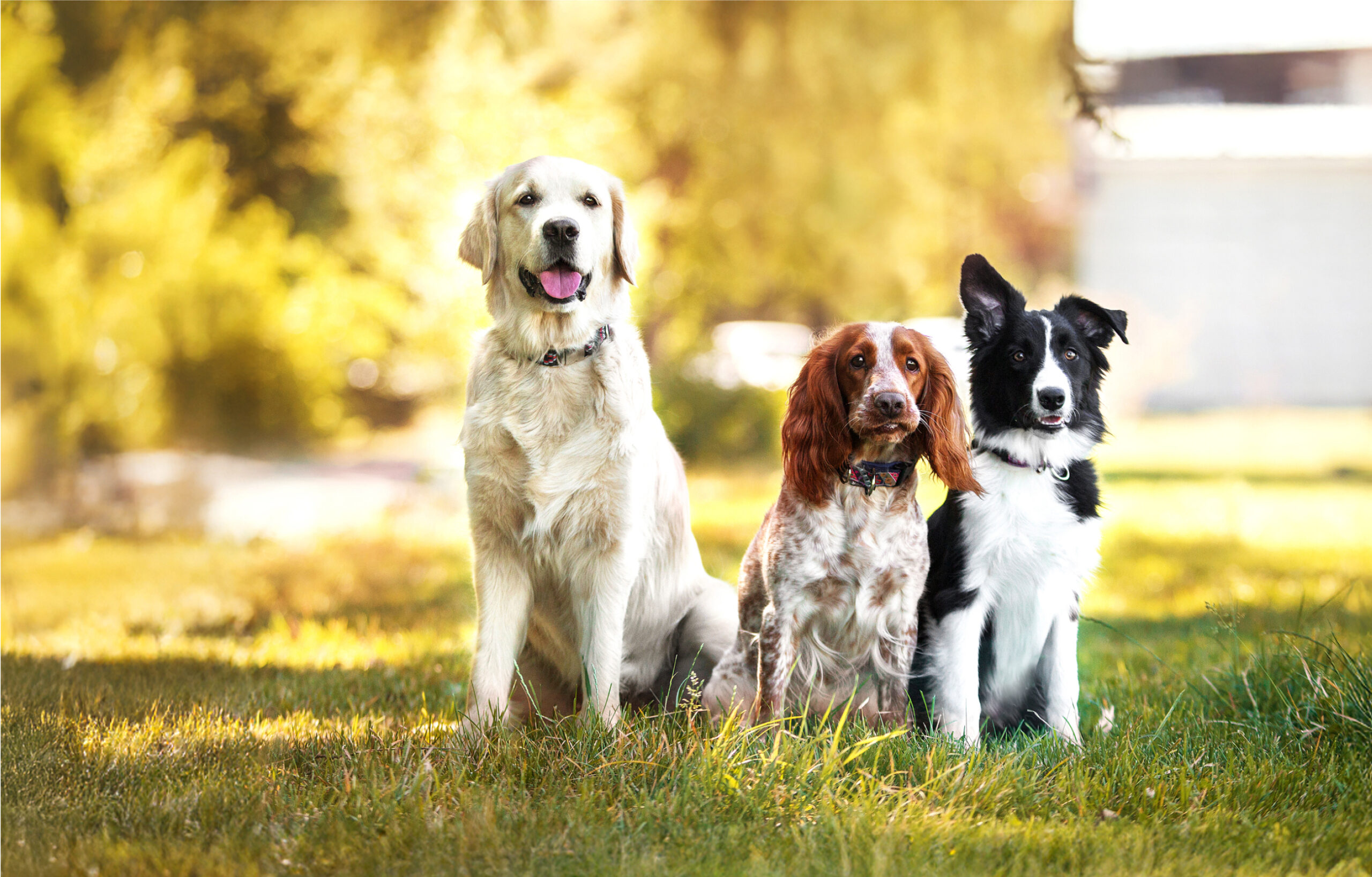 鳥取の自然から生まれた愛犬のための鹿肉と鹿角おもちゃ