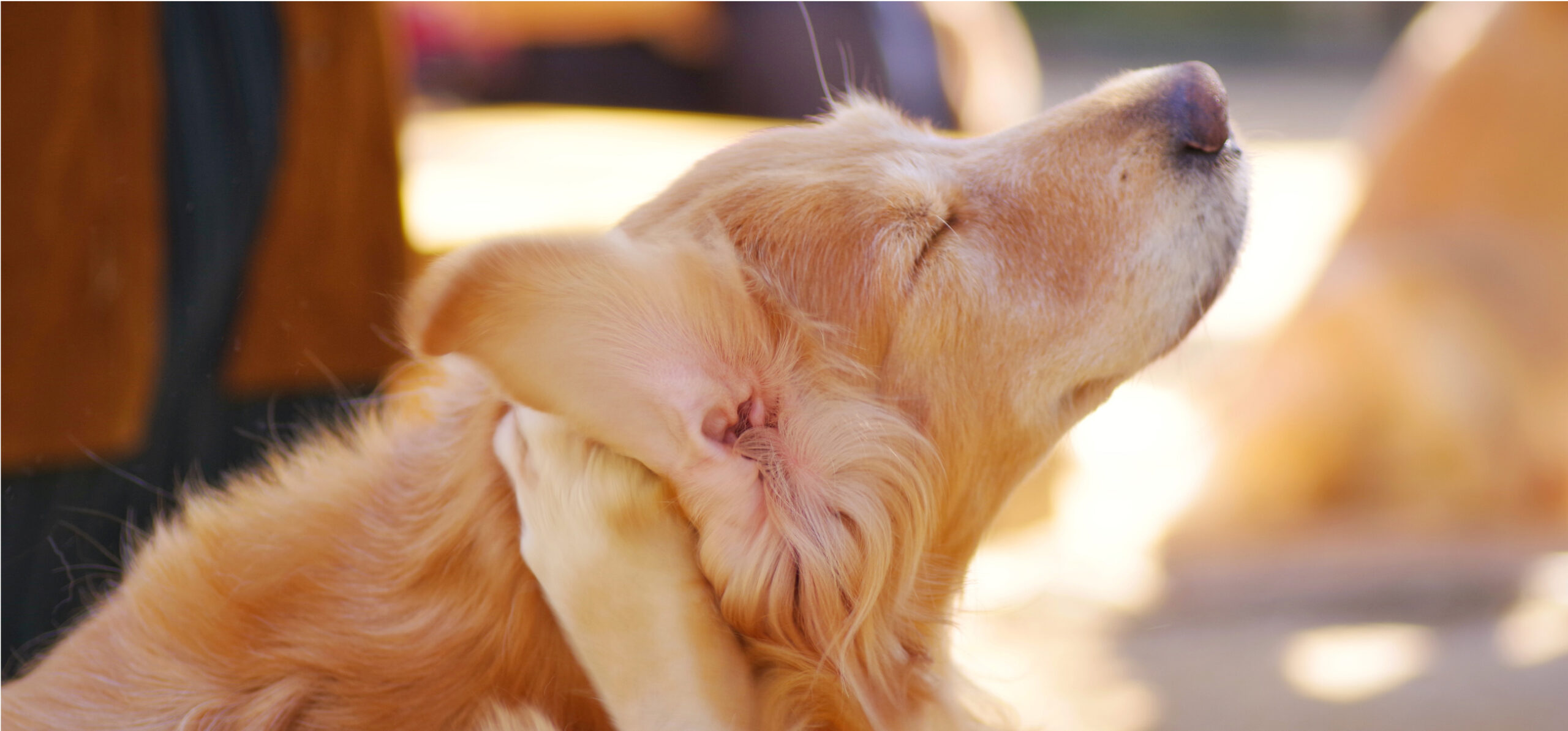 毛繕いをする犬