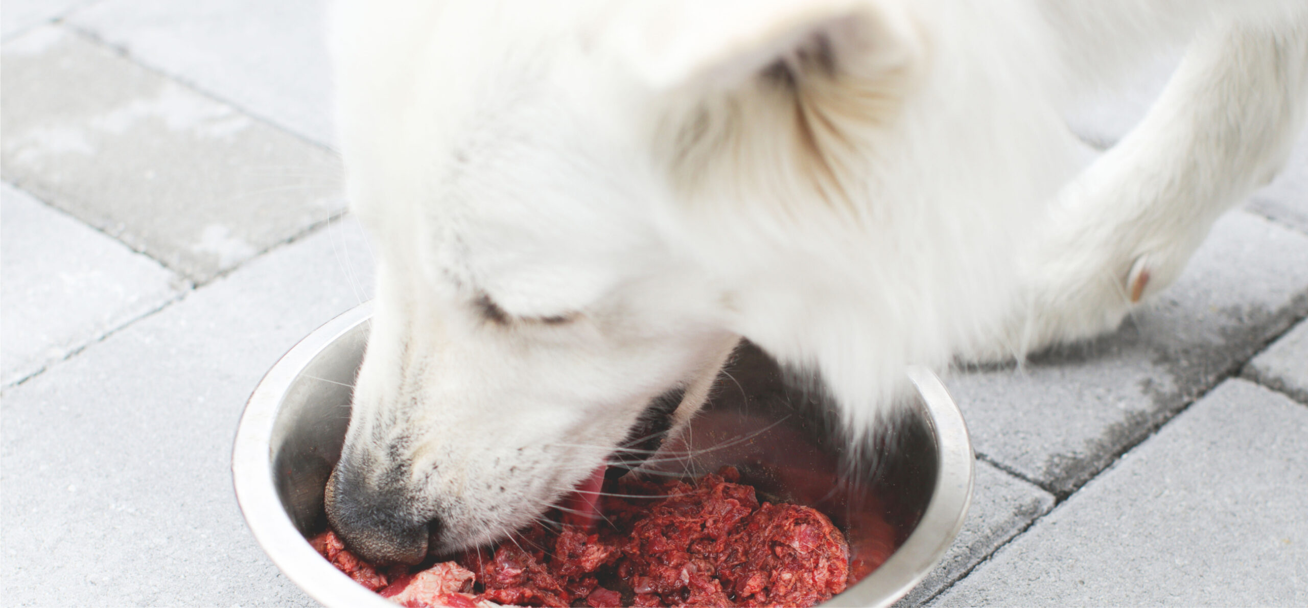 鹿肉ミンチを食べる犬